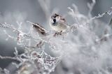 Wróbel zwyczajny, wróbel domowy, wróbel, jagodnik, Passer domesticus