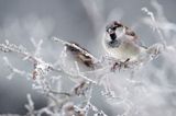 Wróbel zwyczajny, wróbel domowy, wróbel, jagodnik, Passer domesticus