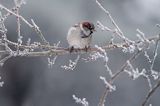 Wróbel zwyczajny, wróbel domowy, wróbel, jagodnik, Passer domesticus