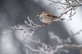 Wróbel zwyczajny, wróbel domowy, wróbel, jagodnik, Passer domesticus