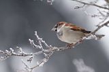 Wróbel zwyczajny, wróbel domowy, wróbel, jagodnik, Passer domesticus