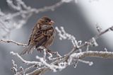 Wróbel zwyczajny, wróbel domowy, wróbel, jagodnik, Passer domesticus