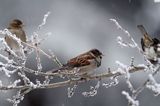 Wróbel zwyczajny, wróbel domowy, wróbel, jagodnik, Passer domesticus