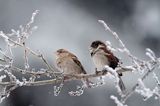 Wróbel zwyczajny, wróbel domowy, wróbel, jagodnik, Passer domesticus