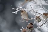 Wróbel zwyczajny, wróbel domowy, wróbel, jagodnik, Passer domesticus