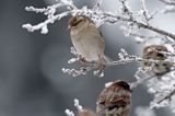 Wróbel zwyczajny, wróbel domowy, wróbel, jagodnik, Passer domesticus