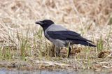 wrona siwa Corvus corone cornix)