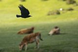 Wrończyk, Pyrrhocorax pyrrhocorax, Park Narodowy Picos de Europa, Asturia, Hiszpania