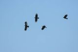 Wrończyk, Pyrrhocorax pyrrhocorax, Park Narodowy Picos de Europa, Asturia, Hiszpania