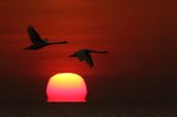 Wschód słońca nad Bałtykiem, refrakcja atmosferyczna, lecące łabędzie