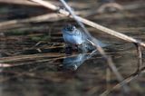 gody żab trawnych - Żaba trawna Rana temporaria)