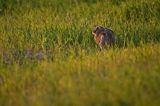 Zając szarak, Lepus europaeus