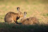 Zając szarak, Lepus europaeus