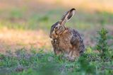 Zając szarak, Lepus europaeus