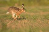 Zając szarak, Lepus europaeus