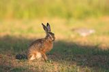 Zając szarak, Lepus europaeus