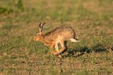 Zając szarak, Lepus europaeus