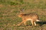 Zając szarak, Lepus europaeus