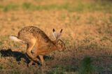 Zając szarak, Lepus europaeus