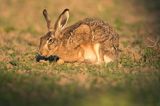 Zając szarak, Lepus europaeus