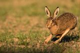 Zając szarak, Lepus europaeus