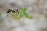 Zając szarak, Lepus europaeus