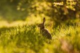 Zając szarak, Lepus europaeus