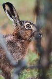 zając szarak Lepus europaeus