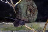 Zatoczek rogowy Planorbarius corneus)