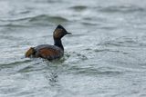 Perkoz zausznik, zausznik, Podiceps nigricollis