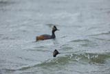 Perkoz zausznik, zausznik, Podiceps nigricollis