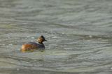 Perkoz zausznik, zausznik, Podiceps nigricollis