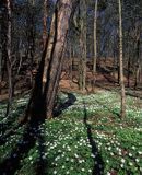 Zawilce gajowe, Anemone nemorosa, wiosenny las, Brudzieński Park Krajobrazowy