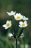 zawilec narcyzowy Tatry Anemone narcissiflora