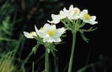 opy; zawilec narcyzowy Anemone narcissiflora