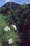 zawilec narcyzowy Anemone narcissiflora