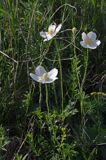 zawilec wielkokwiatowy Anemone sylvestris Ponidzie rezerwat stepowy 'Skorocice'