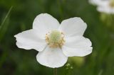zawilec wielkokwiatowy Anemone sylvestris Ponidzie rezerwat stepowy 'Skorocice'