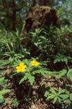 Zawilec żółty Anemone ranunculoides L.) - gatunek byliny należący do rodziny jaskrowatych.