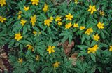 Zawilec żółty Anemone ranunculoides L.) - gatunek byliny należący do rodziny jaskrowatych.