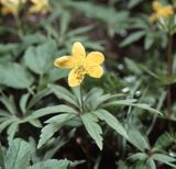 Zawilec żółty Anemone ranunculoides L.) - gatunek byliny należący do rodziny jaskrowatych.