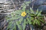 Zawilec żółty, Anemone ranunculoides, impresja