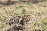 żbik europejski, Felis silvestris silvestris, Bieszczady