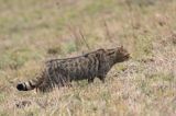 żbik europejski, Felis silvestris silvestris, Bieszczady