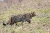 żbik europejski, Felis silvestris silvestris, Bieszczady