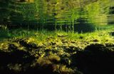 podwodna łąka, zielenice, taśma Enteromorpha intestinalis, Bałtyk