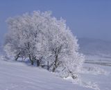 Drzewo w zimowej szacie