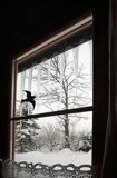 Zima za oknem