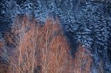Zimowa ściana lasu, oświetlone brzozy, Góry Sanocko Turczańskie