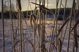 Zima, Bieszczady, trzciny